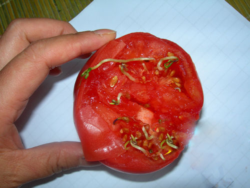 西红柿里竟然长“豆芽”