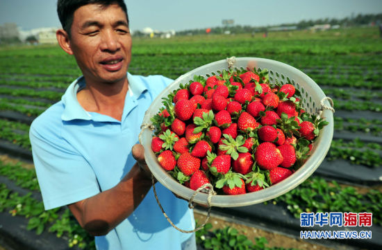 海口草莓丰收引市民采摘_新浪海南资讯